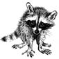 аватар: racoonracoon аватар: racoonracoon
